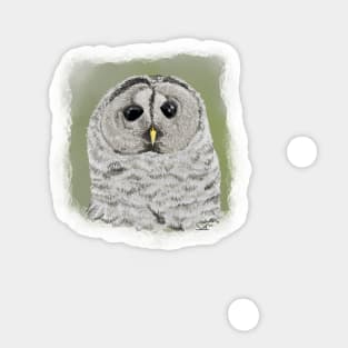 Barred Owl Sticker